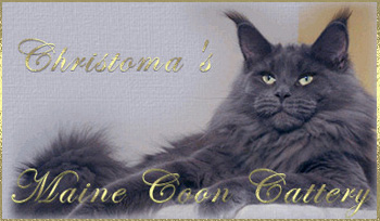Christomas Maine Coon Cattery